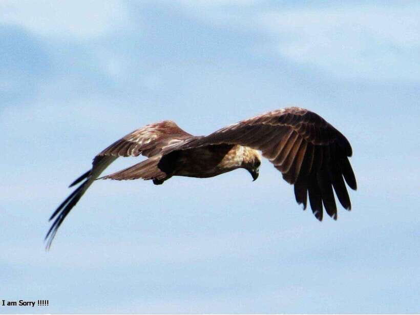 Hambantota Port: Full Day Yala National Park Safari- Private - Final Thoughts: Who Is This Safari For?