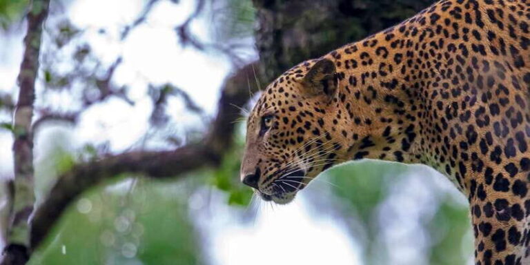 Hambantota: Yala National Park Wildlife Safari in a 4x4 - Why Pick This Tour?