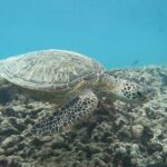 Hanauma Bay Guided Snorkeling Tour with Transportation - The Sum Up