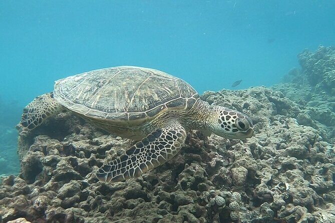 Hanauma Bay Guided Snorkeling Tour with Transportation - The Sum Up