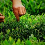 Hangzhou Longjing Tea Culture Immersive Experience Tour - Exploring the Tour’s Details: What to Expect