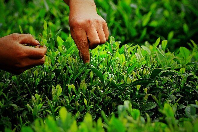 Hangzhou Longjing Tea Culture Immersive Experience Tour - Exploring the Tour’s Details: What to Expect