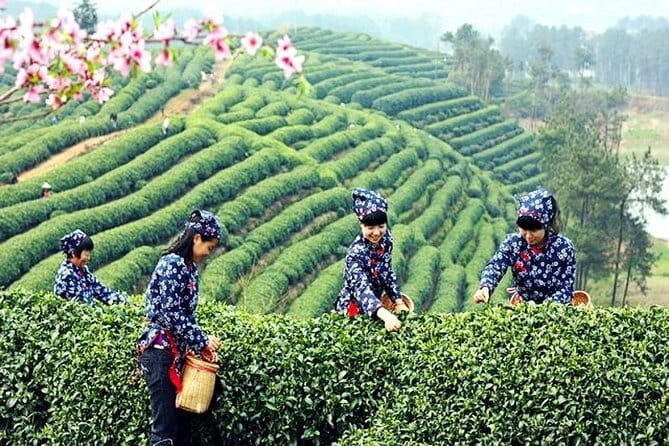 Hangzhou Nature and Garden Private Day Tour with Tea Village and Lunch - Authentic Experiences and Real Reviews