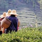 Hangzhou Private Flexible Day Tour with West Lake Boat Cruise - Who Will Love This Tour?