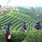 Hangzhou Private One Day Trip from Shanghai by Bullet Train - Why This Tour Offers Great Value