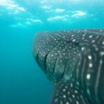 Hanifaru Bay Snorkeling with Whale sharks & Mana Rays - The Sum Up