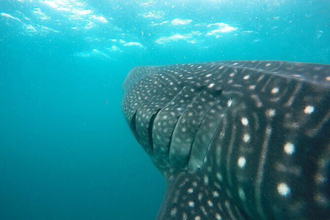 Hanifaru Bay Snorkeling with Whale sharks & Mana Rays - The Sum Up