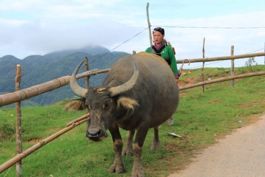 Hanoi: 3-Day Sapa Trek with Homestay - The Experience in Detail