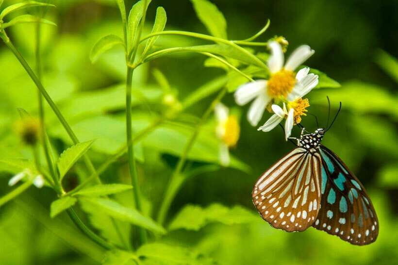 Hanoi: Full-day Cuc Phuong National Park Eco-adventure - A Detailed Look at the Cuc Phuong Eco-adventure