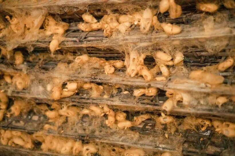 Hanoi: Van Phuc Silk Village Half-Day Tour with Pickup - Why This Tour Offers Value