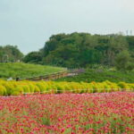 Hantan Canyon & Goseokjeong Flower Garden & Pink Muhly Park - The Value Proposition