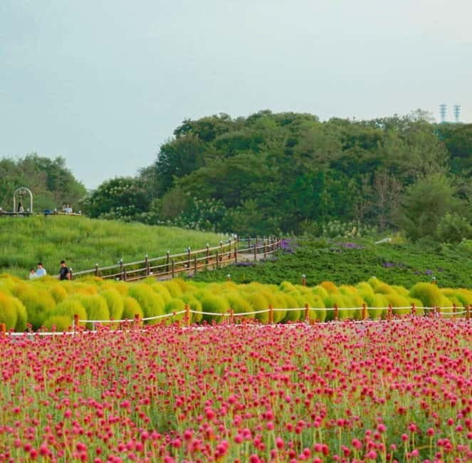 Hantan Canyon & Goseokjeong Flower Garden & Pink Muhly Park - The Value Proposition
