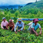 Haputale Tea Estate Walking Tour From Ella - Who Should Consider This Tour?