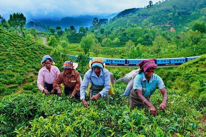 Haputale Tea Estate Walking Tour From Ella - Who Should Consider This Tour?