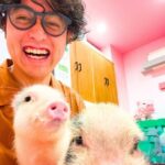 Harajuku : Blend of Tradition & Pop Culture for Family Tour - Practical Details & What to Expect