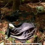 Haunted Hospital for Bravest Ghost Hunters & Silent Forest - The Sum Up: Who Will Truly Appreciate This Tour?