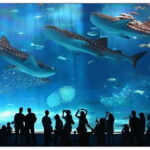 Have Fun in OKINAWA Pass (1 Week Free Pass) - The Practical Side: Planning Your Visit