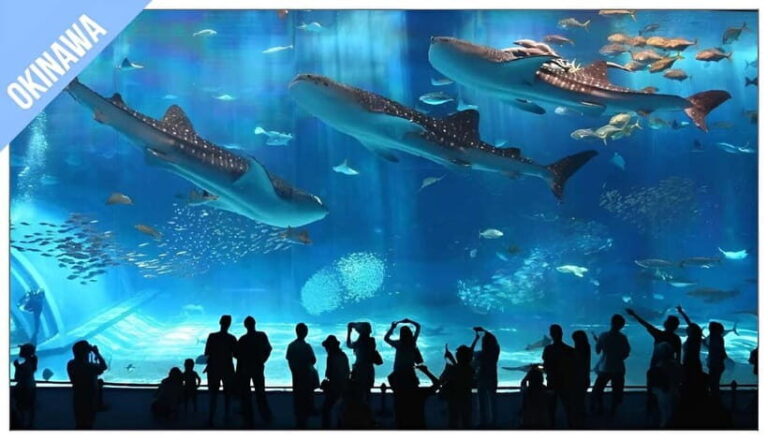 Have Fun in OKINAWA Pass (1 Week Free Pass) - The Practical Side: Planning Your Visit