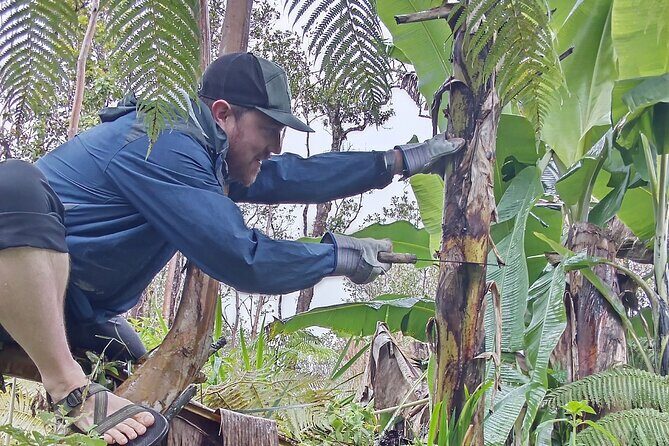 Hawaiian Rainforest Banana Cultivation Experience - A Closer Look at the Hawaiian Rainforest Banana Cultivation Experience