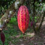 Healing Cacao Ceremony in Palm Springs - Practical Details and Logistics