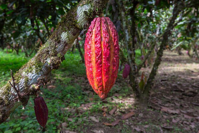 Healing Cacao Ceremony in Palm Springs - Practical Details and Logistics