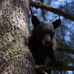 Heart of the Giant Forest Hike - Who Will Love This Tour?