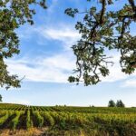 Heart of Willamette Winery Pass 2024: Wine Tastings and Discounts - Exploring the Heart of Willamette Wine Country