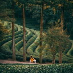 Heritage Tour: Tea Estates & Himalayan Culture of Palampur - Authentic Experiences That Make a Difference