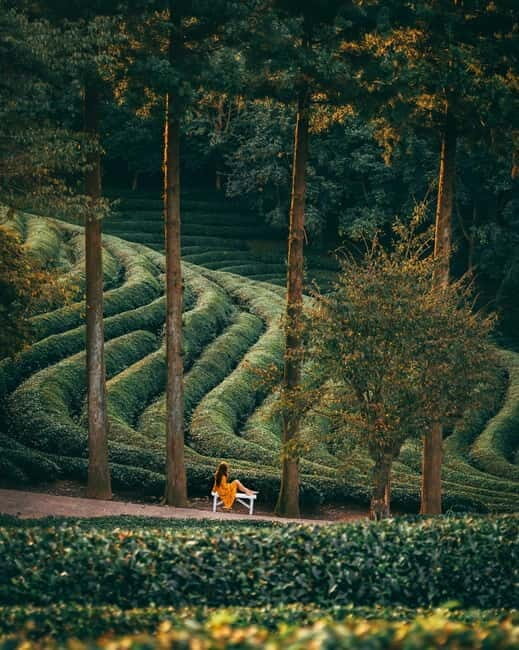 Heritage Tour: Tea Estates & Himalayan Culture of Palampur - Authentic Experiences That Make a Difference