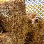 Hide & Seek Skills for Dogs at the Hay filled New York City Barn - The Practical Details