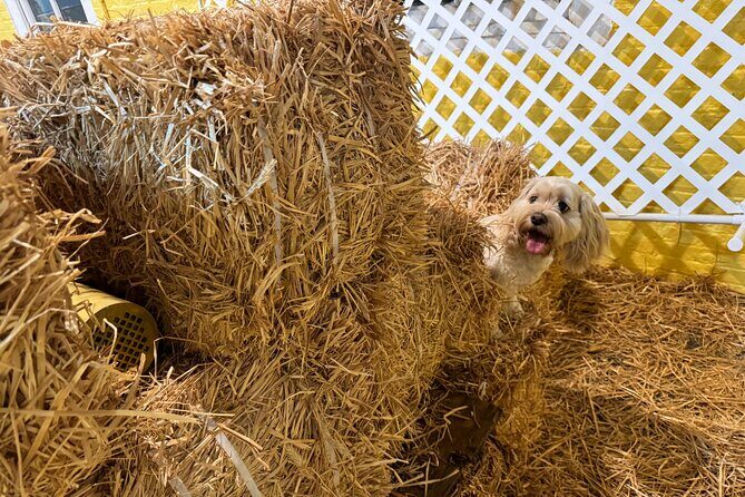Hide & Seek Skills for Dogs at the Hay filled New York City Barn - The Practical Details