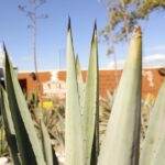 Hierve el Agua, Teotitlán del Valle, mezcal, el tule, desde Oaxaca - Practical Tips for Travelers