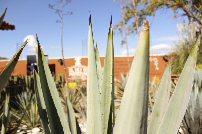 Hierve el Agua, Teotitlán del Valle, mezcal, el tule, desde Oaxaca - Practical Tips for Travelers