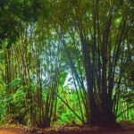 Highlight of Bali Tour - A Detailed Look at the Tour Experience