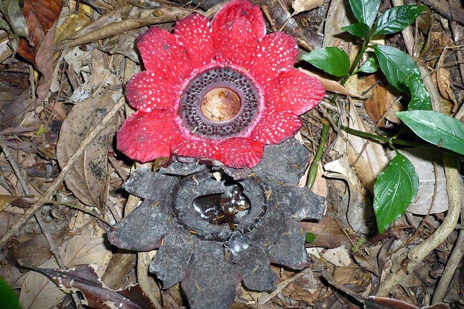 Hike and Kayak with exploring Tuyen Lam Lake in Da Lat - In-Depth Review of the Hike and Kayak Tour at Tuyen Lam Lake