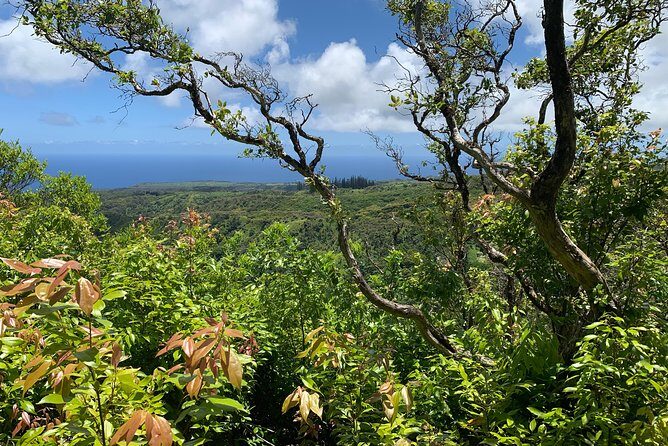 Hike Honolua Ridgeline - Who Will Love This Tour?