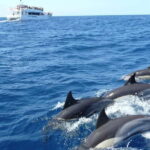 Hikkaduwa/Galle/Ahangama: Whale Watching Tour in Mirissa - An In-Depth Look at the Mirissa Whale Watching Experience