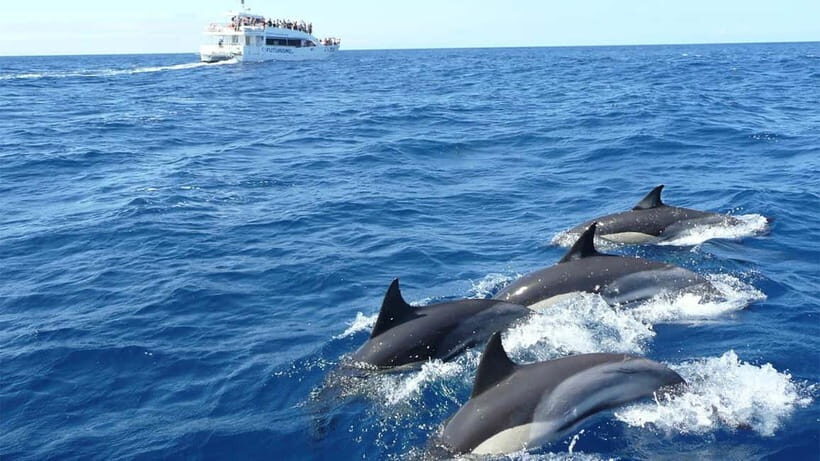 Hikkaduwa/Galle/Ahangama: Whale Watching Tour in Mirissa - An In-Depth Look at the Mirissa Whale Watching Experience