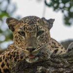 Hikkaduwa/Unawatuna/Weligama/Mirissa - Yala Safari & to Ella - Who Should Consider This Tour?