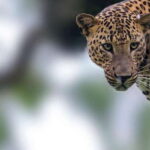 Hikkaduwa: Yala & Udawalawe Safari Day Trip with Picnic - Exploring the Itinerary in Detail