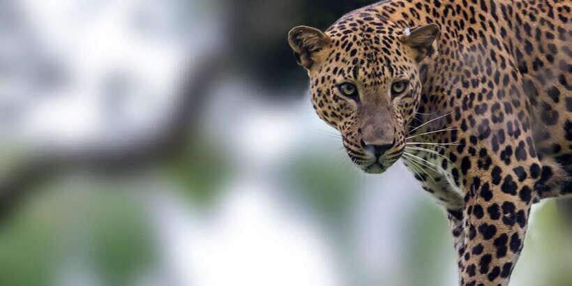 Hikkaduwa: Yala & Udawalawe Safari Day Trip with Picnic - Exploring the Itinerary in Detail