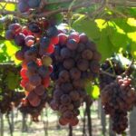 Hill station farm house stay - Who Should Consider This Tour?