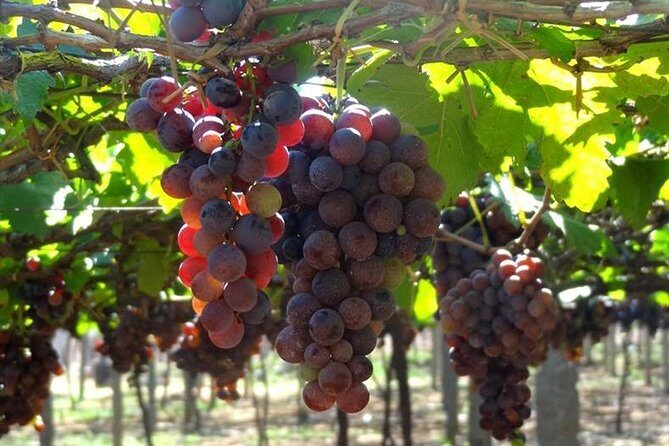 Hill station farm house stay - Who Should Consider This Tour?