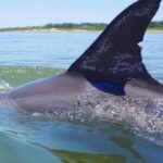 Hilton Head Island Dolphin Boat Cruise - The Itinerary Breakdown
