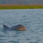Hilton Head Island Sunset Dolphin Tour - Practical Details & Tips
