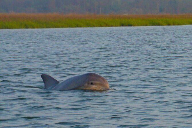 Hilton Head Island Sunset Dolphin Tour - Practical Details & Tips