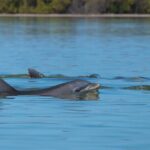 Hilton Head Vanishing Island & Beachcombing Cruise - In-Depth Review: The Experience of Hilton Head’s Vanishing Island & Beachcombing Cruise
