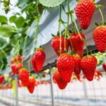 Himeji: Rural Cultural Tour with Strawberry Picking - Final Thoughts: Is It Worth the Price?