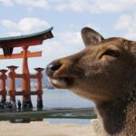 Hiroshima, Miyajima 1 Day Bus with Indian Lunch from Osaka, Kyoto - The Value of This Tour
