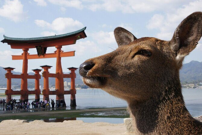 Hiroshima, Miyajima 1 Day Bus with Indian Lunch from Osaka, Kyoto - The Value of This Tour
